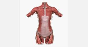 Third, the muscles of the torso do not move just the torso (vertebral column and rib cage) but also the shoulder girdle, which includes the. Female Torso Muscle Anatomy 3d Model