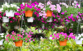 top 10 flowers for hanging basket
