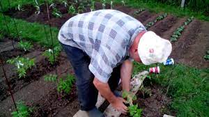 При отглеждане на нискостъблени сортове домати се препоръчват двуредови ленти с подготовка за засаждане. 2017 05 29 Zasazhdane Na Domati Youtube