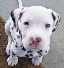 Pitbull/ dalmatian mix aint scared of no fireworks. Dalmatian Pitbull Mix Puppy My Two Favorite Dog Breeds Together How Perfect I Definitely Want One Or Two Lol Pitbulls Dalmatian Mix Pitbulls Dogs Puppies