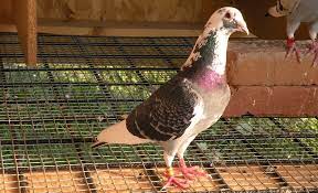 pigeon fanciers lung disease pigeonmania