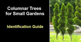 17 Columnar Trees For Small Gardens