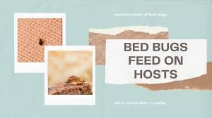 top 4 health dangers from bed bug bites