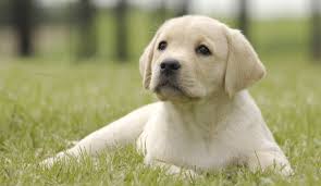 A Quick Guide To House Training Your Labrador Puppy