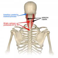 In this section, learn more about the anatomy of the muscles of the neck. Understanding The Spinotransversales The Superficial Intrinsic Muscles Of The Back