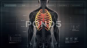 Related posts of anatomy of ribs and its related area diagram of human nose diagram. Anatomy Of Human Male Rib Cage On Futuri Stock Video Pond5