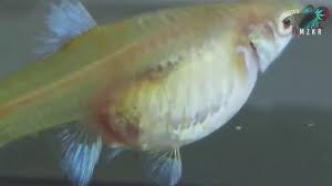 Cicak dan ikan memiliki persamaan dalam cara berkembang biak. 2 Cara Berkembang Biak Pada Ikan Aquaama