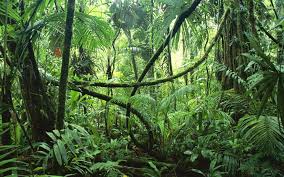 Image result for rainforest