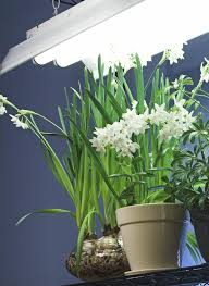 Light Requirements Indoors Fluorescent Lighting For Indoor Gardening
