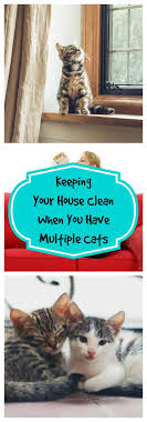 Keeping your house clean with pets can be super tough! Keeping Your House Clean When You Have Multiple Cats The Organized Mom
