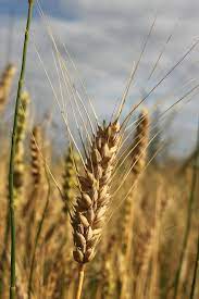 Картинки пшеницы и ржи - 52 фото