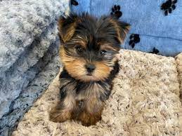 available yorkies yorkshire terriers