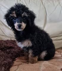 maltese x toy poodle tiny dogs