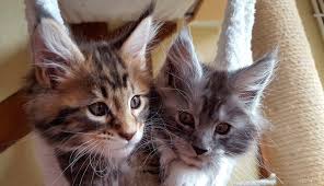 how to choose kitten maine cattery
