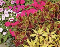 Colorful Coleus Plant Combinations