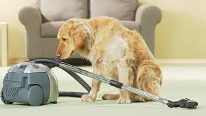 best hoovers for dog hair upright