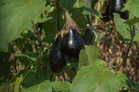Growing Brinjal In Pots Eggplant