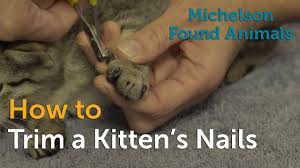 how to trim a kitten s nails you