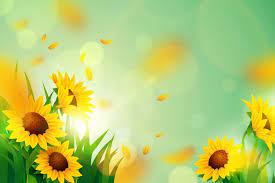 sunflower wallpaper images free