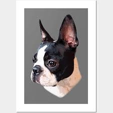 boston terrier posters and art prints