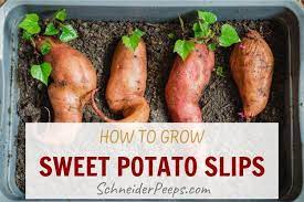 growing and planting sweet potato slips