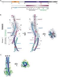 There are two distinct genetic groups (clades) of monkeypox virus—central african and west african. Plos Pathogens Crystal Structure Of Vaccinia Viral A27 Protein Reveals A Novel Structure Critical For Its Function And Complex Formation With A26 Protein