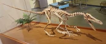 Considered a transitional species of bird, this raptor dinosaur lived in the early cretaceious: Velociraptor Wikipedia