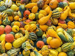 is squash a fruit or vegetable