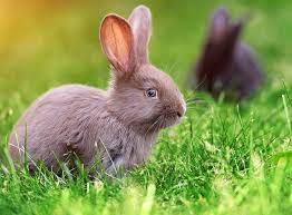 Die reihenfolge der besten haus hasen. Kaninchen Haltung In Haus Und Garten Zooroyal Magazin