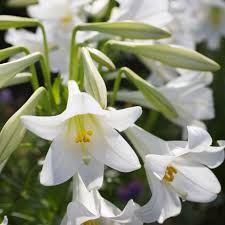 So, if you are looking for a token that could express your pure sentiments and elegance, order lilies online in serene white colour from floweraura. 14 Recommended Lily Varieties For Your Garden