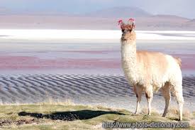 llama photo picture definition at