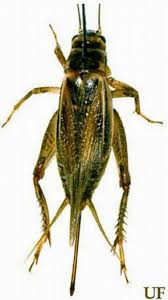 house cricket is black and yellowish