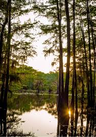 Maybe you would like to learn more about one of these? Caddo Lake State Park A Texas State Park Located Near Marshall Shreveport