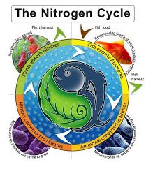 The Nitrogen Cycle Backyard Aquaponics