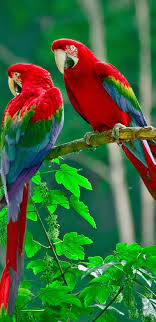 macaw bird macaw parrot birds