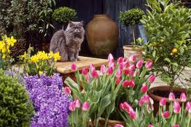 By your cat or dog should be avoided, but since it can be hard to monitor their mouths at all times, here is a. Common Garden Plants That Are Toxic To Cats