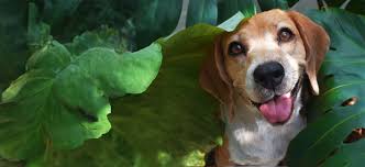 beagle puppies adoptapet com