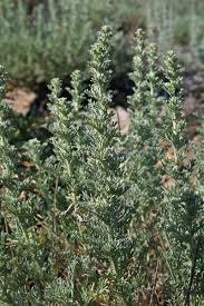 Artemisia caerulescens subsp. densiflora, flora di Sardegna