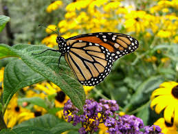 florida erfly garden landscape by