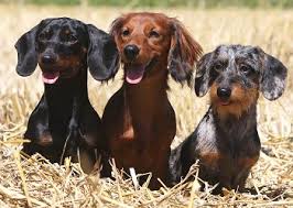 dachshunds what s good about em what