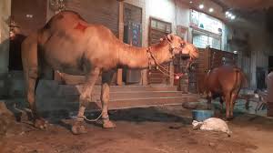 2019 camel qurbani by professional butcher eid ul adha 2019. Camel For Qurbani Eid 2018 In Lahore Samanabad Camel Qurbani 2018 Heavy Camels Qurbani Youtube
