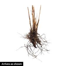 Maiden Grass Ornamental Gurney S Seed