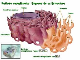 retÍculo endoplasmÁtico rugoso rer