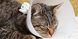 where to put your cat after surgery and
