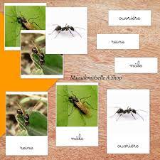 Cartes de nomenclature – Cycle de vie de la fourmi (7 cartes + pochette de  rangement) | Nomenclature, Fourmis, Cartes