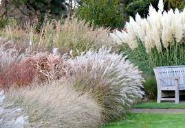 Top 10 Ornamental Grasses Thompson