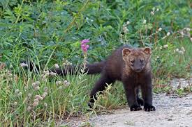 Fisher cats mainly live in the northern u.s. Pin On Exotic Animals