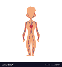 Anatomy Chart Of Human Blood System Male Body