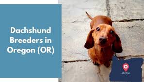 Only guaranteed quality, healthy puppies. 4 Dachshund Breeders In Oregon Or Dachshund Puppies For Sale Animalfate