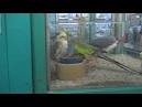 virtual villagers 2 parrots kissing video dailymotion